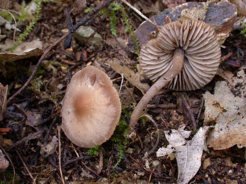 Escursione in cipresseta